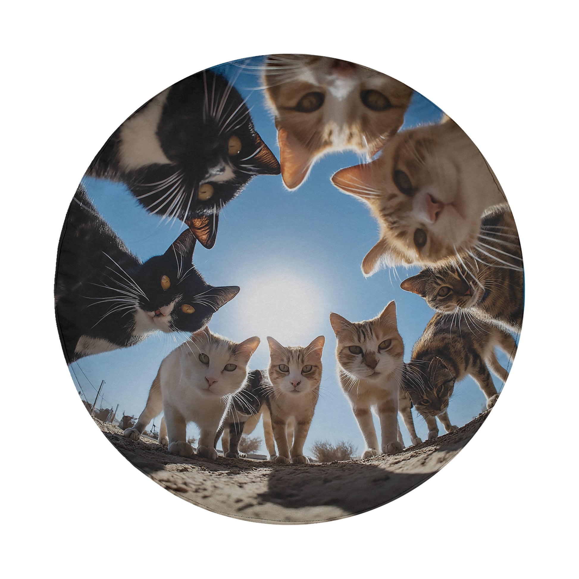 A group of cats standing together in a circle, with the sun shining brightly in the background.